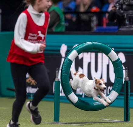 March 7, 2026, Birmingham, West Midlands, UK: Birmingham, UK. A terrier jumps over an obstacle as it is led by its handler while participating in the Young Kennel Agility Dog of the Year finals at the NEC Birmingham venue during the annual Crufts Dog Show. The event, which has been running since 1891, is considered to be the largest show of its kind in the world. Birmingham UK  - ZUMAl94_ 20260307_zaf_l94_177 Copyright: xMarcinxNowakx
