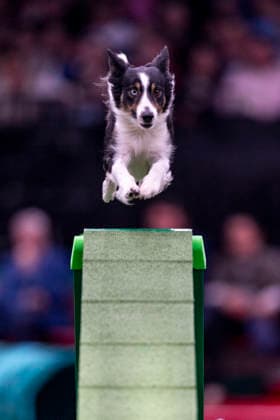 March 7, 2026, Birmingham, West Midlands, UK: Birmingham, UK. A collie runs through an obstacle during an agility competition at the NEC Birmingham venue during the annual Crufts Dog Show. The event, which has been running since 1891, is considered to be the largest show of its kind in the world. Birmingham UK  - ZUMAl94_ 20260307_zaf_l94_189 Copyright: xMarcinxNowakx