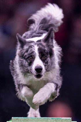 March 7, 2026, Birmingham, West Midlands, UK: Birmingham, UK. A collie runs through an obstacle during an agility competition at the NEC Birmingham venue during the annual Crufts Dog Show. The event, which has been running since 1891, is considered to be the largest show of its kind in the world. Birmingham UK  - ZUMAl94_ 20260307_zaf_l94_190 Copyright: xMarcinxNowakx