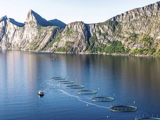 Luftaufnahme einer Lachsfarm, Aquakultur im Mefjord auf der Insel Senja, im Hintergrund der Gipfel des berühmten Segla Berges, Senja, Norwegen Aerial view of a salmon farm, aquaculture in the Mefjord on Senja island, in the background the peak of famous Segla mountain, Senja, Norway Copyright: imageBROKER AndreasxWerth ibxawe16926811.jpg