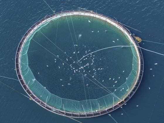 Käfige einer Lachsfarm, bei Raften am Raftsund, der Wasserstraße zwischen den Lofoten und Vesteralen, Luftaufnahme von oben nach unten, Norwegen Cages of a salmon farm, at Raften at the Raftsund, the waterway between Lofoten and Vesteralen, aerial view top-down, Norway Copyright: imageBROKER AndreasxWerth ibxawe16926872.jpg