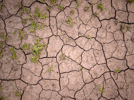 Trockenes Land mit kleinem Unkraut, Berg Randa, Algaida, Mallorca, Balearen, Spanien Dry land with small weeds, Randa mountain, Algaida, Mallorca, Balearic Islands, Spain (License=RF) Copyright: xZoonar.com Tolox 24755792