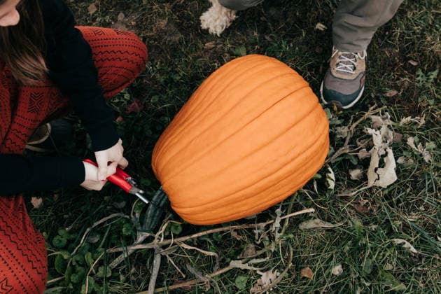 Overhead shot of father and daughter harvesting a garden pumpkin Sioux Falls, South Dakota, United States CR_ASWE260307A-1977890-01 ,model released, Symbolfoto ,property released