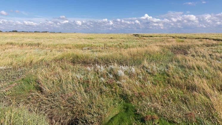 Salzwiese mit Strandwermut und Portulak-Keilmelde bei Sankt Peter-Ording in Nordfriesland Salzwiese mit Strandwermut (Artemisia maritima, Strand-Beifuß) und Portulak-Keilmelde (Halimione portulacoides) bei Sankt Peter-Ording in Nordfriesland, Schleswig-Holstein, Deutschland. (License=RF) Copyright: xZoonar.com ThorstenxSchierx 24757836