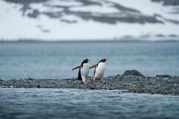 Two penguins looking at the cold ocean water in Antarctic landscape Ushuaia, Tierra del Fuego Province, Argentina CR_RZIL260304A-1976662-01