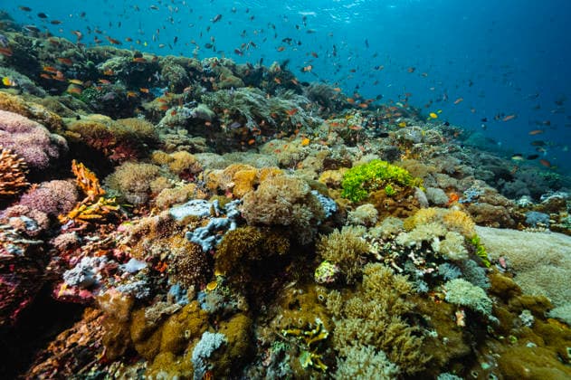 coral landscape at Komodo national park Badjo, Nusa Tenggara Timur, Indonesia CR_THHE260307-1959075-01