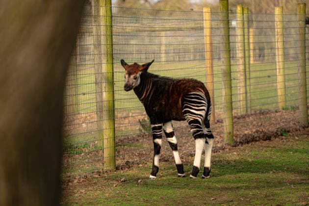 Rare baby okapi born at British zoo hailed as major boost for endangered species Story from Jam Press (Baby Okapi Boost) Pictured: Neo. Rare baby okapi born at British zoo hailed as major boost for endangered species A rare baby okapi is being hailed as a major boost for the endangered species after being born at a British zoo. The adorable calf, named Neo, has now made his first public appearance. He was born to mum Ruby in December but has only just ventured out into his new enclosure. Often known as the forest giraffe , okapis are mammals native to the Democratic Republic of Congo. They are famous for their striking striped legs, which resemble those of a zebra. The animals can grow to almost five feet tall at the shoulder and h  Copyright: xJamxPress YorkshirexWildlifexPark