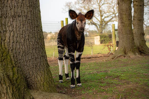 Rare baby okapi born at British zoo hailed as major boost for endangered species Story from Jam Press (Baby Okapi Boost) Pictured: Neo. Rare baby okapi born at British zoo hailed as major boost for endangered species A rare baby okapi is being hailed as a major boost for the endangered species after being born at a British zoo. The adorable calf, named Neo, has now made his first public appearance. He was born to mum Ruby in December but has only just ventured out into his new enclosure. Often known as the forest giraffe , okapis are mammals native to the Democratic Republic of Congo. They are famous for their striking striped legs, which resemble those of a zebra. The animals can grow to almost five feet tall at the shoulder and h  Copyright: xJamxPress YorkshirexWildlifexPark