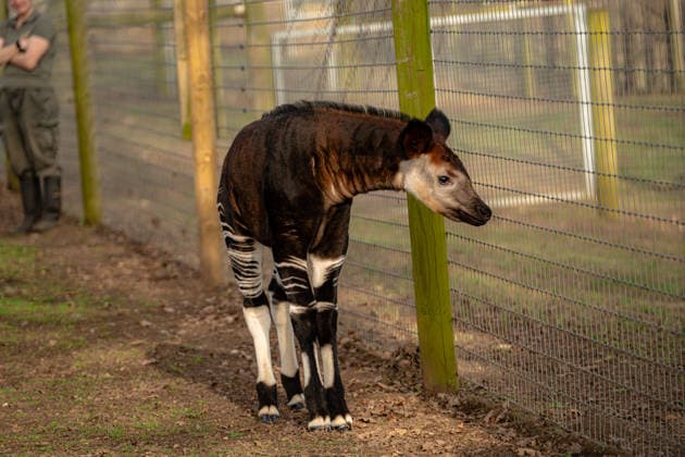 Rare baby okapi born at British zoo hailed as major boost for endangered species Story from Jam Press (Baby Okapi Boost) Pictured: Neo. Rare baby okapi born at British zoo hailed as major boost for endangered species A rare baby okapi is being hailed as a major boost for the endangered species after being born at a British zoo. The adorable calf, named Neo, has now made his first public appearance. He was born to mum Ruby in December but has only just ventured out into his new enclosure. Often known as the forest giraffe , okapis are mammals native to the Democratic Republic of Congo. They are famous for their striking striped legs, which resemble those of a zebra. The animals can grow to almost five feet tall at the shoulder and h  Copyright: xJamxPress YorkshirexWildlifexPark