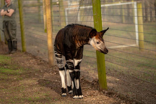 Rare baby okapi born at British zoo hailed as major boost for endangered species Story from Jam Press (Baby Okapi Boost) Pictured: Neo. Rare baby okapi born at British zoo hailed as major boost for endangered species A rare baby okapi is being hailed as a major boost for the endangered species after being born at a British zoo. The adorable calf, named Neo, has now made his first public appearance. He was born to mum Ruby in December but has only just ventured out into his new enclosure. Often known as the forest giraffe , okapis are mammals native to the Democratic Republic of Congo. They are famous for their striking striped legs, which resemble those of a zebra. The animals can grow to almost five feet tall at the shoulder and h  Copyright: xJamxPress YorkshirexWildlifexPark