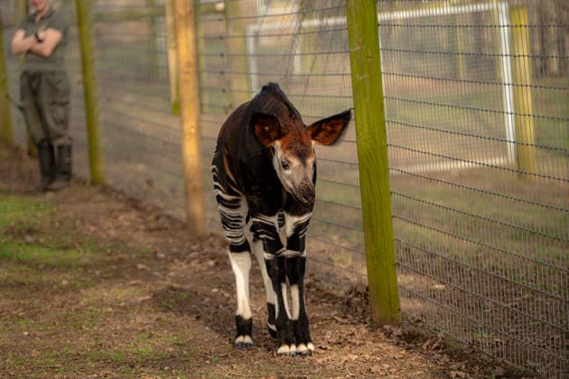 Rare baby okapi born at British zoo hailed as major boost for endangered species Story from Jam Press (Baby Okapi Boost) Pictured: Neo. Rare baby okapi born at British zoo hailed as major boost for endangered species A rare baby okapi is being hailed as a major boost for the endangered species after being born at a British zoo. The adorable calf, named Neo, has now made his first public appearance. He was born to mum Ruby in December but has only just ventured out into his new enclosure. Often known as the forest giraffe , okapis are mammals native to the Democratic Republic of Congo. They are famous for their striking striped legs, which resemble those of a zebra. The animals can grow to almost five feet tall at the shoulder and h  Copyright: xJamxPress YorkshirexWildlifexPark