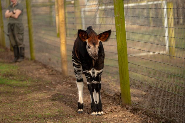Rare baby okapi born at British zoo hailed as major boost for endangered species Story from Jam Press (Baby Okapi Boost) Pictured: Neo. Rare baby okapi born at British zoo hailed as major boost for endangered species A rare baby okapi is being hailed as a major boost for the endangered species after being born at a British zoo. The adorable calf, named Neo, has now made his first public appearance. He was born to mum Ruby in December but has only just ventured out into his new enclosure. Often known as the forest giraffe , okapis are mammals native to the Democratic Republic of Congo. They are famous for their striking striped legs, which resemble those of a zebra. The animals can grow to almost five feet tall at the shoulder and h  Copyright: xJamxPress YorkshirexWildlifexPark
