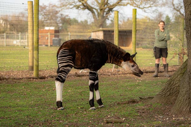 Rare baby okapi born at British zoo hailed as major boost for endangered species Story from Jam Press (Baby Okapi Boost) Pictured: Neo. Rare baby okapi born at British zoo hailed as major boost for endangered species A rare baby okapi is being hailed as a major boost for the endangered species after being born at a British zoo. The adorable calf, named Neo, has now made his first public appearance. He was born to mum Ruby in December but has only just ventured out into his new enclosure. Often known as the forest giraffe , okapis are mammals native to the Democratic Republic of Congo. They are famous for their striking striped legs, which resemble those of a zebra. The animals can grow to almost five feet tall at the shoulder and h  Copyright: xJamxPress YorkshirexWildlifexPark