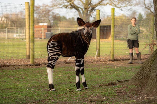 Rare baby okapi born at British zoo hailed as major boost for endangered species Story from Jam Press (Baby Okapi Boost) Pictured: Neo. Rare baby okapi born at British zoo hailed as major boost for endangered species A rare baby okapi is being hailed as a major boost for the endangered species after being born at a British zoo. The adorable calf, named Neo, has now made his first public appearance. He was born to mum Ruby in December but has only just ventured out into his new enclosure. Often known as the forest giraffe , okapis are mammals native to the Democratic Republic of Congo. They are famous for their striking striped legs, which resemble those of a zebra. The animals can grow to almost five feet tall at the shoulder and h  Copyright: xJamxPress YorkshirexWildlifexPark