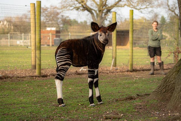 Rare baby okapi born at British zoo hailed as major boost for endangered species Story from Jam Press (Baby Okapi Boost) Pictured: Neo. Rare baby okapi born at British zoo hailed as major boost for endangered species A rare baby okapi is being hailed as a major boost for the endangered species after being born at a British zoo. The adorable calf, named Neo, has now made his first public appearance. He was born to mum Ruby in December but has only just ventured out into his new enclosure. Often known as the forest giraffe , okapis are mammals native to the Democratic Republic of Congo. They are famous for their striking striped legs, which resemble those of a zebra. The animals can grow to almost five feet tall at the shoulder and h  Copyright: xJamxPress YorkshirexWildlifexPark