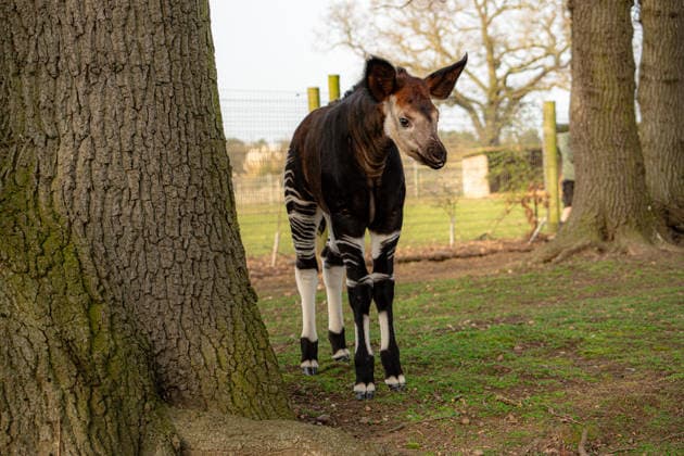 Rare baby okapi born at British zoo hailed as major boost for endangered species Story from Jam Press (Baby Okapi Boost) Pictured: Neo. Rare baby okapi born at British zoo hailed as major boost for endangered species A rare baby okapi is being hailed as a major boost for the endangered species after being born at a British zoo. The adorable calf, named Neo, has now made his first public appearance. He was born to mum Ruby in December but has only just ventured out into his new enclosure. Often known as the forest giraffe , okapis are mammals native to the Democratic Republic of Congo. They are famous for their striking striped legs, which resemble those of a zebra. The animals can grow to almost five feet tall at the shoulder and h  Copyright: xJamxPress YorkshirexWildlifexPark