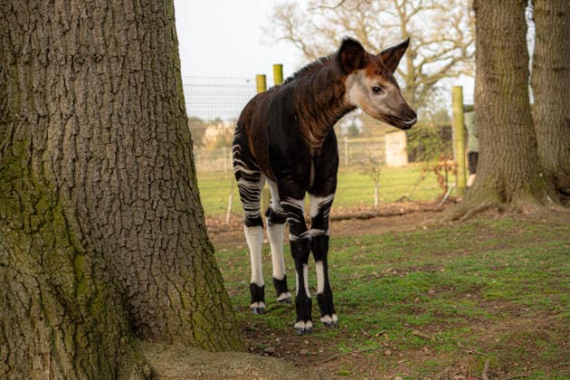 Rare baby okapi born at British zoo hailed as major boost for endangered species Story from Jam Press (Baby Okapi Boost) Pictured: Neo. Rare baby okapi born at British zoo hailed as major boost for endangered species A rare baby okapi is being hailed as a major boost for the endangered species after being born at a British zoo. The adorable calf, named Neo, has now made his first public appearance. He was born to mum Ruby in December but has only just ventured out into his new enclosure. Often known as the forest giraffe , okapis are mammals native to the Democratic Republic of Congo. They are famous for their striking striped legs, which resemble those of a zebra. The animals can grow to almost five feet tall at the shoulder and h  Copyright: xJamxPress YorkshirexWildlifexPark