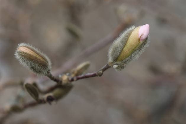 Der Fruehling (Frühling) kuendigt (kündigt) sich im Siegerland an. Der Tag bringt erneut milde Temperaturen. Die Knospen einer Stern-Magnolie in einem Garten in Siegen oeffnen (öffnen) sich. Winter im Siegerland am 10.03.2026 in Siegen Deutschland. *** Spring announces itself in Siegerland The day brings mild temperatures again The buds of a star magnolia in a garden in Siegen open Winter in Siegerland on 10 03 2026 in Siegen Germany