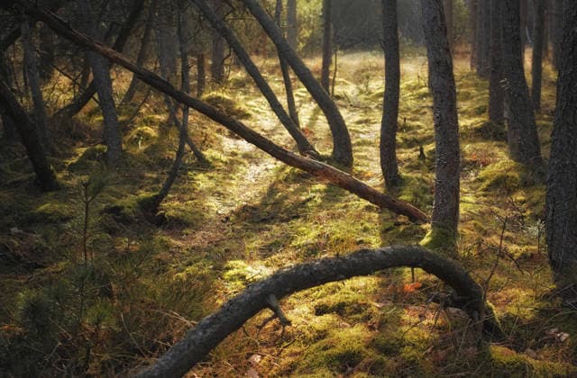 Outdoor, trees and landscape with environment, forest and countryside with holiday destination. Nature, sustainability or sunshine with bush, oxygen or empty with growth in woods or ecology in Canada. model released property released Copyright: xDhoxaxx