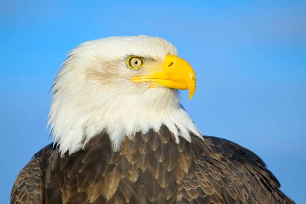 Bald Eagle Head and Shoulder Portrait Kachemak, Alaska, United States CR_ATPL260304-1977016-01
