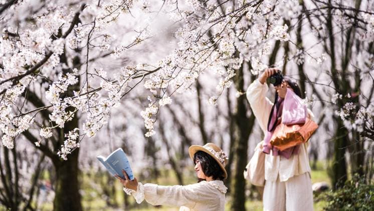 (260311) -- GUIYANG, March 11, 2026 -- A tourist poses for photos amid cherry blossoms at a cherry garden in Gui an New Area, southwest China s Guizhou Province, March 11, 2026. ) (GloriousGuizhou)CHINA-GUIZHOU-GUI AN-CHERRY BLOSSOMS (CN) TaoxLiang 