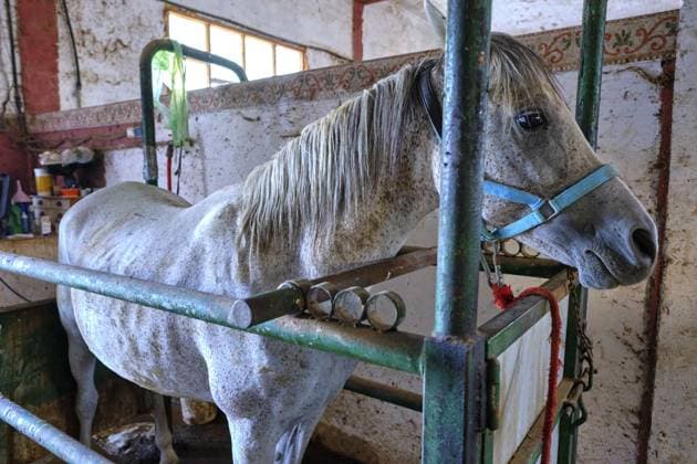 Ein Pferd steht in einer Box mit einem blauen Halfter. Die Box ist schmutzig A horse is standing in a stall with a blue halter. The stall is dirty Copyright: imageBROKER MikelxBilbaox xVWPic ibxeca13602559.jpg ,model released, Symbolfoto ,property released