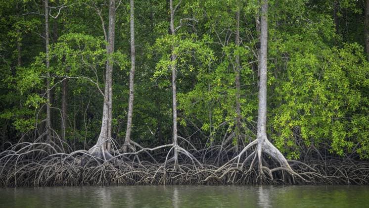 Mangroven entlang des Flusses Sierpe in der Provinz Puntarenas, Costa Rica Mangrove along the Sierpe River in Puntarenas Province, Costa Rica Copyright: imageBROKER GregxVaughnx xVWPics ibxeca14626246.jpg