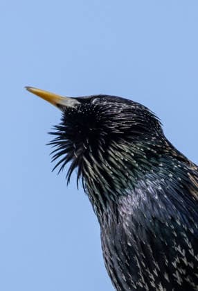 Ein Star hält sich bei Dietingen (Landkreis Rottweil) an einem Ast eines Baumes fest. Rottweil Baden-Württemberg Deutschland *** A starling clings to a branch of a tree near Dietingen in the district of Rottweil Rottweil Baden Württemberg Germany