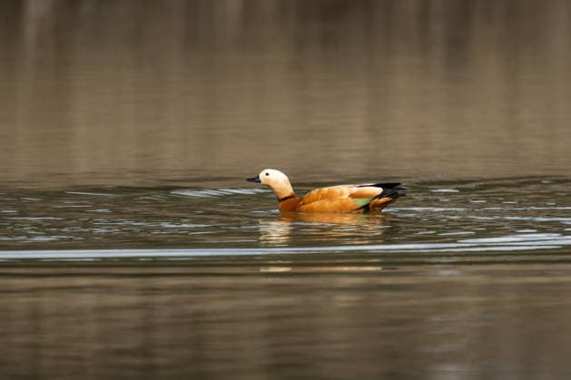 Eine Rostgans treibt auf der Wasseroberfläche des Pappelsees bei Dietingen (Landkreis Rottweil). Rottweil Baden-Württemberg Deutschland *** A Ruddy Shelduck floats on the surface of the water of the Pappelsee near Dietingen Landkreis Rottweil Rottweil Baden Württemberg Germany