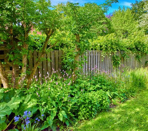 Green, plants and flowers in garden with growth, floral blossom and sustainable environment for ecology. Spring, aesthetic and eco friendly botany in home backyard with landscaping, leaves and trees model released property released Copyright: xx
