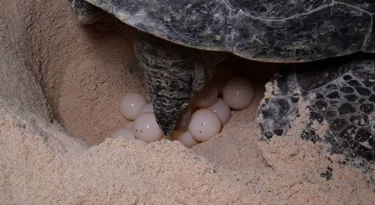 Killer rodents that FEAST on birds and turtles wiped out from paradise island Story from Jam Press (Killer Rats Eradicated) Pictured: A video grab showing turtles nesting on North West Island. Killer rodents that FEAST on birds and turtles wiped out from paradise island Killer rodents that feast on vulnerable birds and turtles have been wiped out from a paradise island. The black rats which eat eggs and chicks were first discovered there just four years ago. But their prodigious reproductive rates meant precious wildlife could soon be wiped out. North West Island is off Gladstone, Queensland, Australia. It has 70 per cent of Australia s east coast wedge-tailed shearwater breeding population. An estimated 100,000 of them live there.  Copyright: xJamxPress QueenslandxGovernment