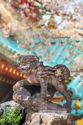 Eine bewitterte japanische komainu Stein Löwen-Hund Statue in scharfem Fokus vor einem Hintergrund von verschwommen weichen schönen rosa Kirschblüten schaffen eine ruhige und künstlerische Frühling Schrein Atmosphäre heute. Eine bewitterte japanische komainu Stein Löwen-Hund Statue in scharfem Fokus vor einem Hintergrund von verschwommen weichen schönen rosa Kirschblüten schaffen eine ruhige und künstlerische Frühling Schrein Atmosphäre heute. (License=RF) Copyright: xZoonar.com kuremox CazottesxClémentx 24762686