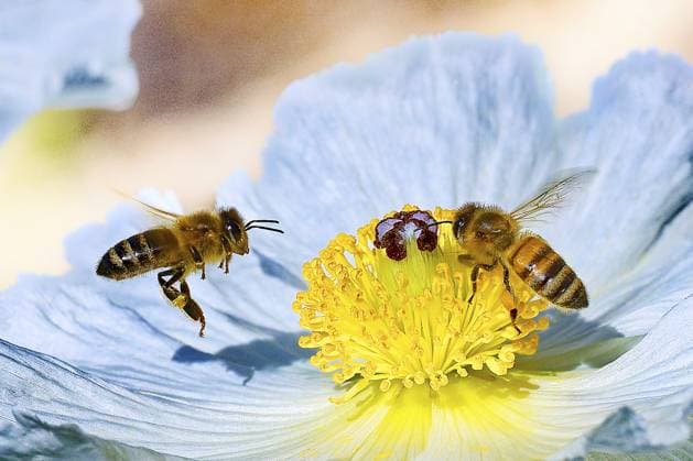 Zwei Bienen auf einer blauen Blume mit gelben Blütenblättern. Lebendig und naturverbunden, Honigbiene, (Apis mellifera), Unterfranken, Bayern, Deutschland Two bees on a blue flower with yellow petals. Lively and close to nature, honey bee, (Apis mellifera), Lower Franconia, Bavaria, Germany Copyright: imageBROKER KenxKühlbrandt ibxkkh16898002.jpg