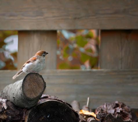 Garden, nature and space with sparrow on log outdoor for conservation, sustainability or wildlife. Background, environment and wallpaper with bird on ground in backyard for autumn ornithology. model released property released Copyright: xx