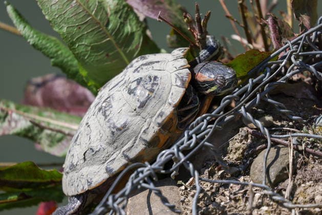RUSSIA, KRASNODAR REGION - MARCH 14, 2026: A turtle is seen in Yuzhnye Kultury Park in the Sirius Federal Territory. Dmitry Feoktistov TASS  90012652
