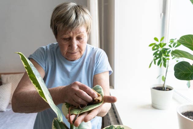 Ältere Frau wischt sorgfältig Staub von bunten Gummibaumblättern und genießt die häusliche Pflege und eine ruhige Tätigkeit im Haushalt. Ein wahrhaft authentischer Moment. Indoor-Gärtnern, Pflanzenpflege, grüner Lebensstil Senior woman carefully wiping dust from variegated rubber plant leaves, enjoying home care and a tranquil domestic activity. A truly authentic moment. Indoor gardening, plant care, green lifestyle (License=RF) ,model released, Symbolfoto Copyright: xZoonar.com NataliaxXimichx 24768193 ,model released, Symbolfoto ,property released