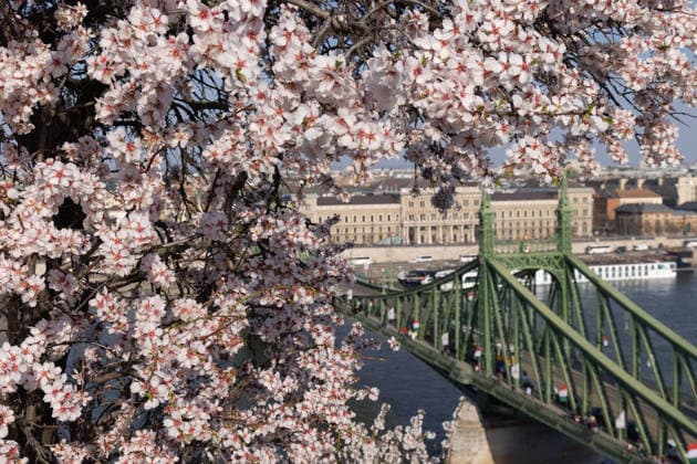 News Bilder des Tages #2 (260315) -- BUDAPEST, March 15, 2026 -- This photo taken on March 14, 2026 shows blooming almond trees in Budapest, Hungary. (Photo by Xinhua) HUNGARY-BUDAPEST-ALMOND BLOSSOMS AttilaxVolgyi 