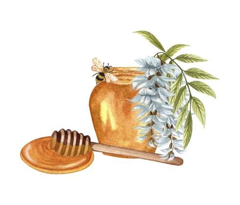 Aquarell Illustration von Akazienhonig auf weißem Hintergrund. Handgezeichnetes Set weiße Akazien, Glyzinien, Blume, Biene, Honigglas und Fass Watercolor illustration of acacia honey on white background. Hand drawn set white acacia wisteria flower, bee, honey jar and barrel Copyright: imageBROKER LiubovxPonomarchuk ibxiqx16976050.jpg