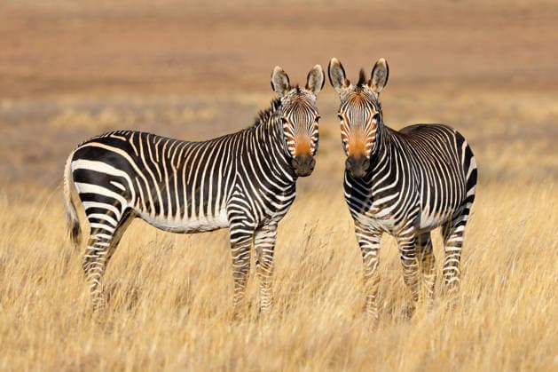 Creative Highlights World Ein Paar Kap-Bergzebras (Equus zebra) steht in einer offenen Graslandschaft, Mountain Zebra National Park, Südafrika A pair of Cape mountain zebras (Equus zebra) standing in open grassland, Mountain Zebra National Park, South Africa (License=RF) Copyright: xZoonar.com NicoxSmitx 24781154