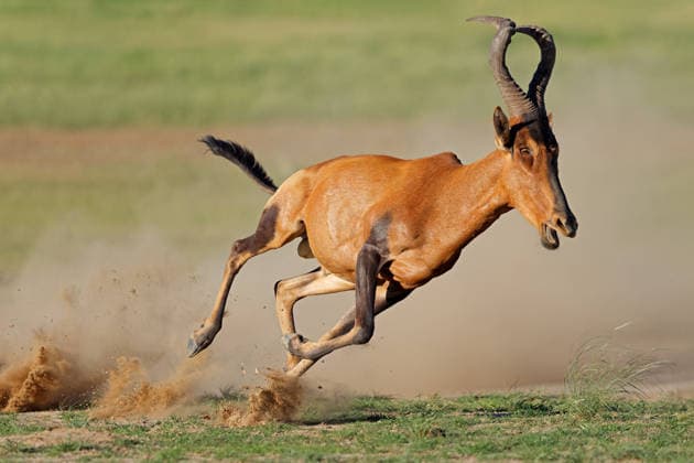Creative Highlights World Die Nordafrikanische Kuhantilope (Alcelaphus buselaphus) ist die ausgestorbene Nominatform der Gattung der Eigentlichen Kuhantilopen (Alcelaphus), Suedafrika A red hartebeest (Alcelaphus buselaphus) running in natural habitat, Kalahari desert, South Africa (License=RF) Copyright: xZoonar.com NicoxSmitx 24781198