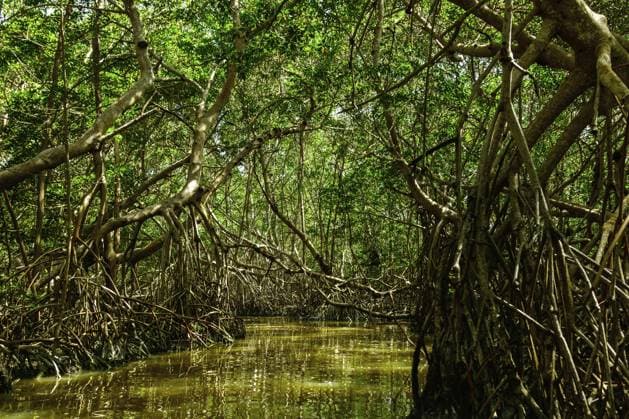 Fluss im Wald mit Mangrovenbäumen River in the forest with a mangrove trees Copyright: imageBROKER blackday ibxiqx16982701.jpg