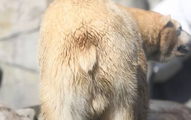 15.03.2026, xcex, GER, Hamburg, Stellingen, Zoo, Kultur, Tiere, Artenschutz, Nachwuchs, Fruehlingserwachen im Tierpark Hagenbeck, neuer Eisbaer im Eismeer, Eisbaermaennchen Rasputin ist im Zuge des Europaeischen Erhaltugszuchtprogramms (EEP) aus Aalborg (Daenemark) nach Hamburg umgezogen