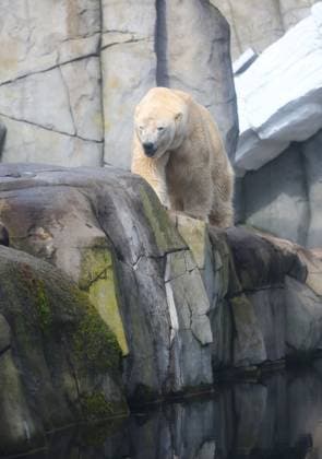 15.03.2026, xcex, GER, Hamburg, Stellingen, Zoo, Kultur, Tiere, Artenschutz, Nachwuchs, Fruehlingserwachen im Tierpark Hagenbeck, neuer Eisbaer im Eismeer, Eisbaermaennchen Rasputin ist im Zuge des Europaeischen Erhaltugszuchtprogramms (EEP) aus Aalborg (Daenemark) nach Hamburg umgezogen