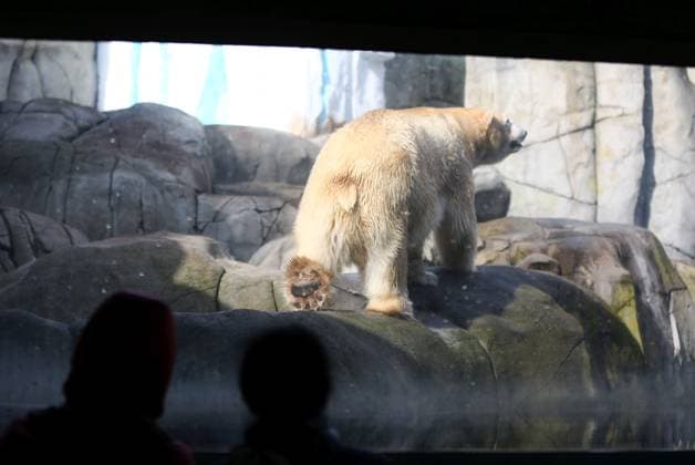 15.03.2026, xcex, GER, Hamburg, Stellingen, Zoo, Kultur, Tiere, Artenschutz, Nachwuchs, Fruehlingserwachen im Tierpark Hagenbeck, neuer Eisbaer im Eismeer, Eisbaermaennchen Rasputin ist im Zuge des Europaeischen Erhaltugszuchtprogramms (EEP) aus Aalborg (Daenemark) nach Hamburg umgezogen, Besucher bestaunen das gewaltige Tier