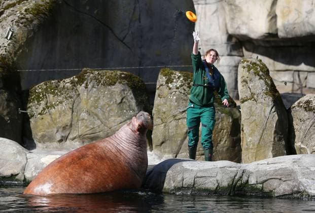 15.03.2026, xcex, GER, Hamburg, Stellingen, Zoo, Kultur, Tiere, Walross, Fruehlingserwachen im Tierpark Hagenbeck, Tierpfleger fuettern und kuemmern sich um die Walroesser im Eismeer