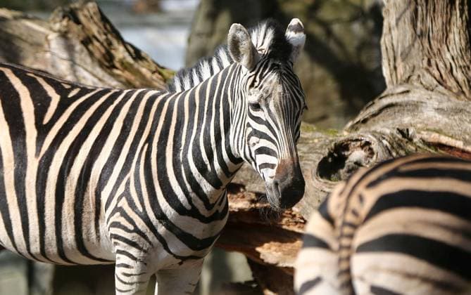 15.03.2026, xcex, GER, Hamburg, Stellingen, Zoo, Kultur, Tiere, Fruehlingserwachen im Tierpark Hagenbeck, Chapman Zebra