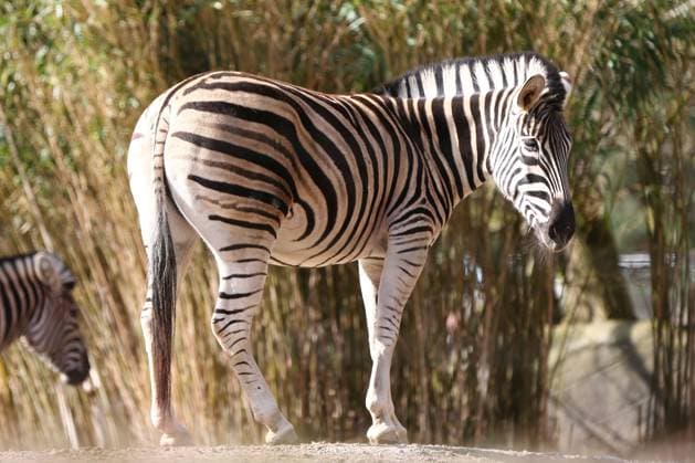 15.03.2026, xcex, GER, Hamburg, Stellingen, Zoo, Kultur, Tiere, Fruehlingserwachen im Tierpark Hagenbeck, Chapman Zebra