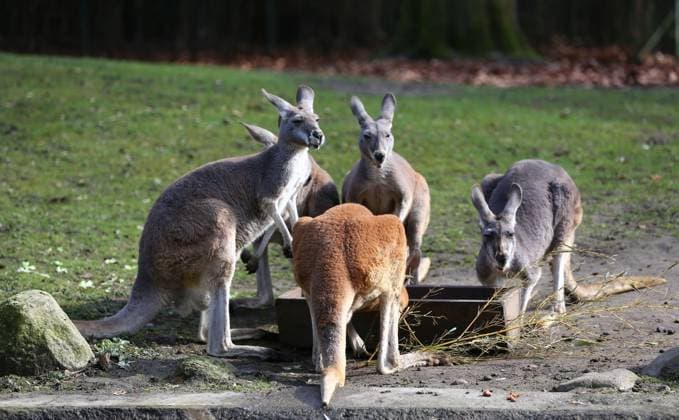 15.03.2026, xcex, GER, Hamburg, Stellingen, Zoo, Kultur, Tiere, Fruehlingserwachen im Tierpark Hagenbeck, Kaenguru, Kaenguru Gruppe am fressen, Futterstelle, Rotes Riesenkaenguru