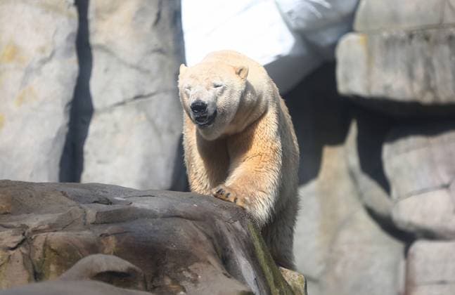 15.03.2026, xcex, GER, Hamburg, Stellingen, Zoo, Kultur, Tiere, Artenschutz, Nachwuchs, Fruehlingserwachen im Tierpark Hagenbeck, neuer Eisbaer im Eismeer, Eisbaermaennchen Rasputin ist im Zuge des Europaeischen Erhaltugszuchtprogramms (EEP) aus Aalborg (Daenemark) nach Hamburg umgezogen