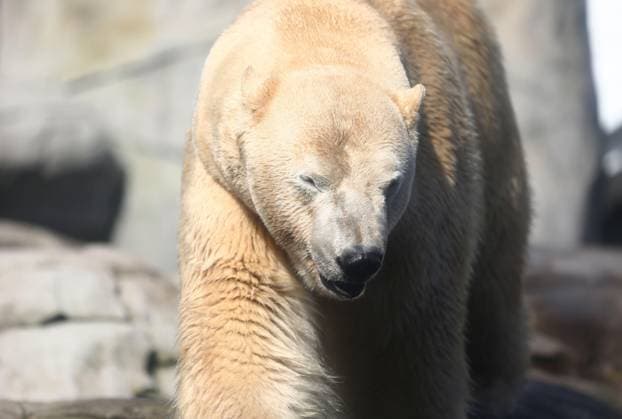 15.03.2026, xcex, GER, Hamburg, Stellingen, Zoo, Kultur, Tiere, Artenschutz, Nachwuchs, Fruehlingserwachen im Tierpark Hagenbeck, neuer Eisbaer im Eismeer, Eisbaermaennchen Rasputin ist im Zuge des Europaeischen Erhaltugszuchtprogramms (EEP) aus Aalborg (Daenemark) nach Hamburg umgezogen